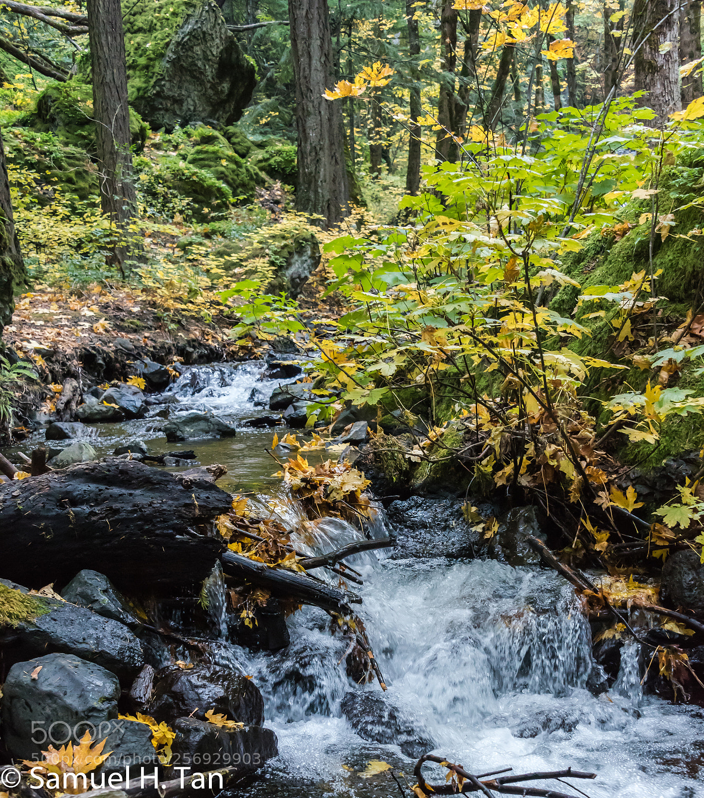 Nikon D750 sample photo. Water creek trail photography