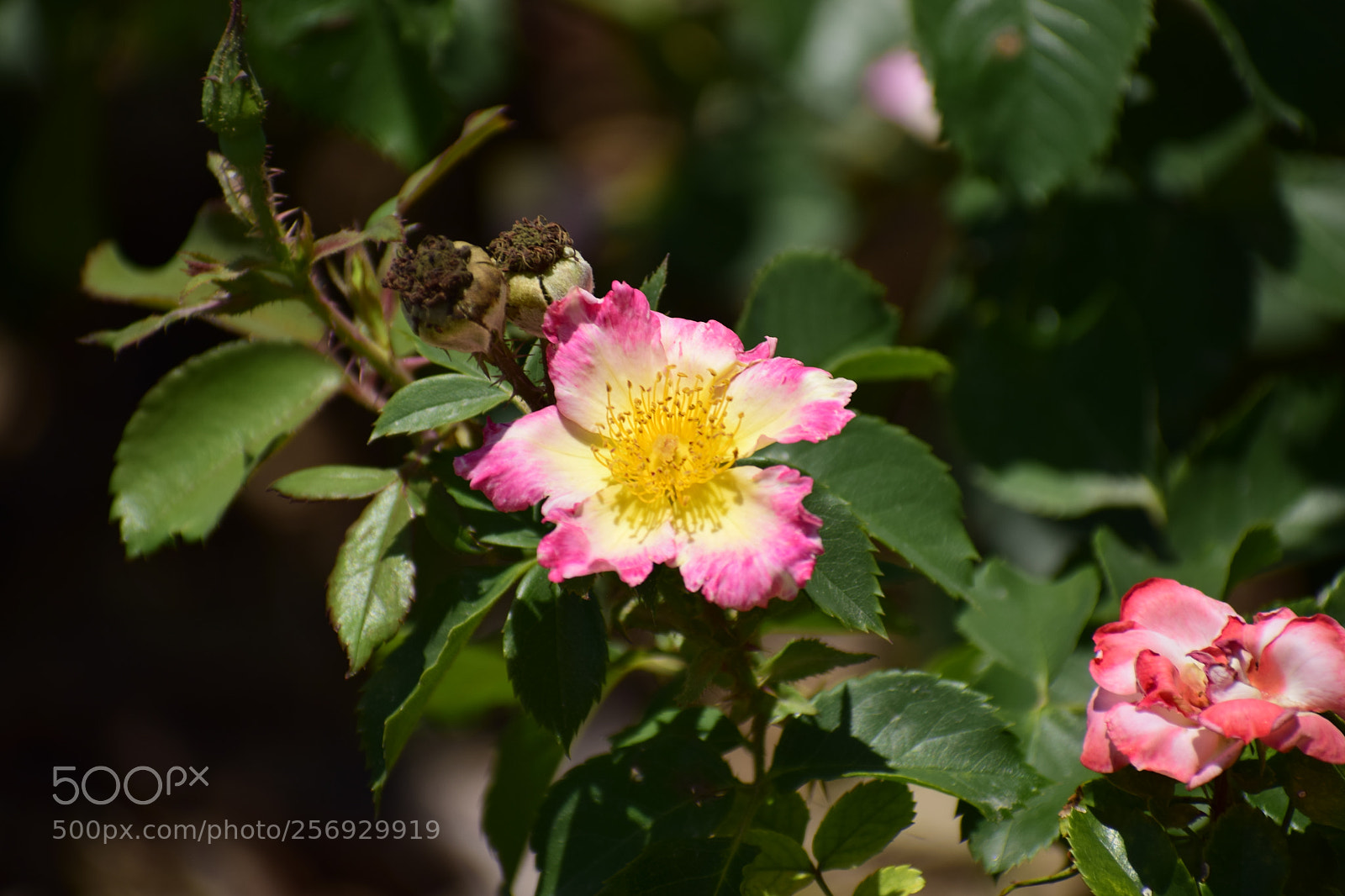 Nikon D3300 sample photo. Dsc photography