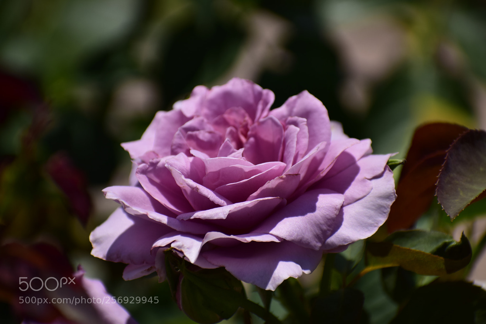 Nikon D3300 sample photo. Dsc photography