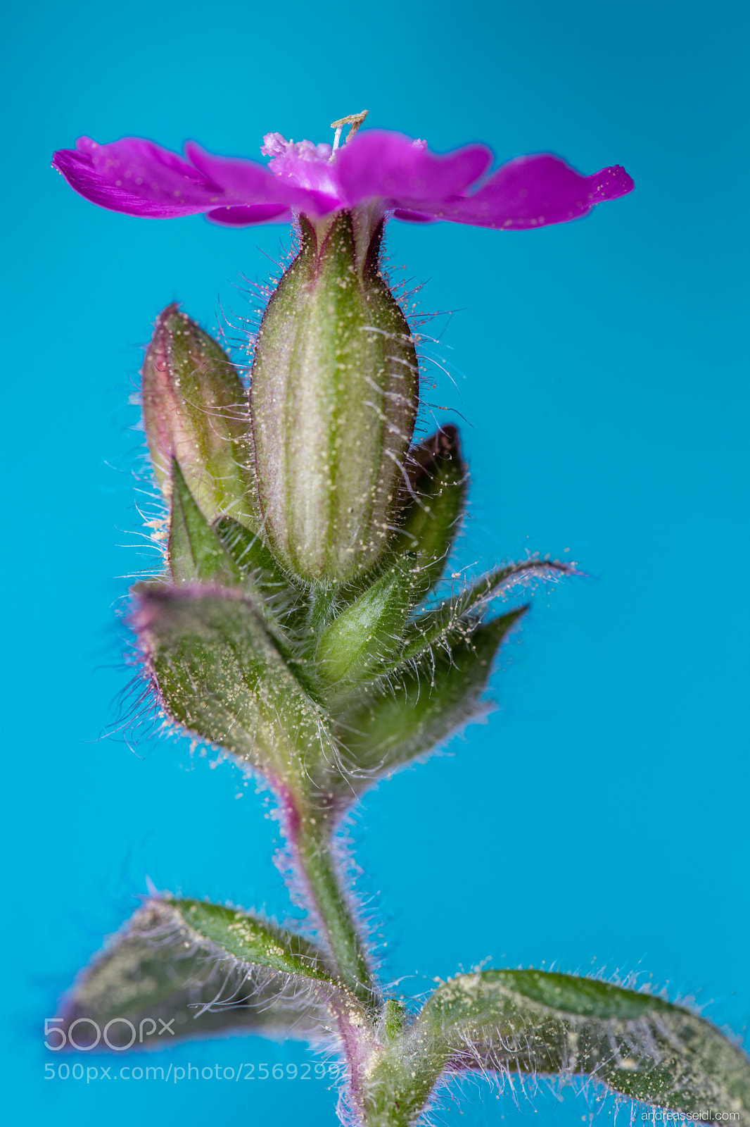 Sony a7 sample photo. Rote lichtnelke silene dioica photography