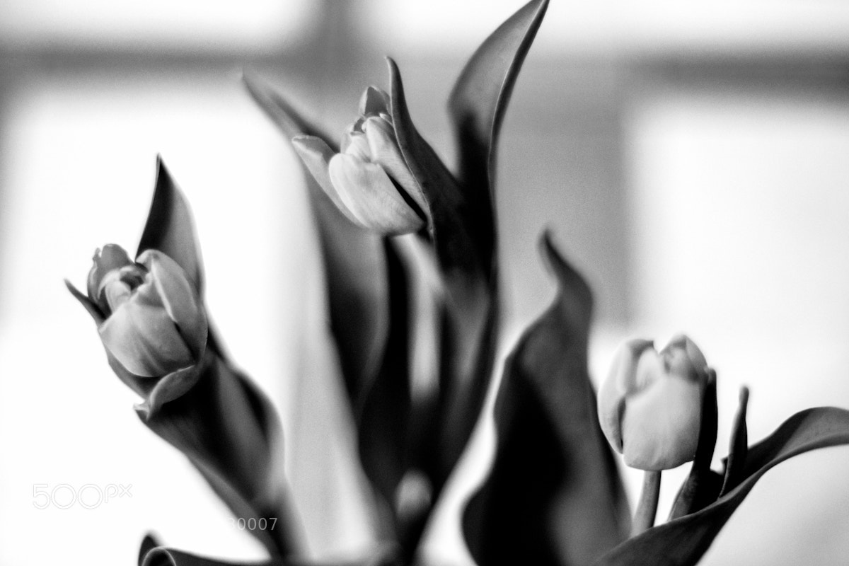 Fujifilm X-T10 sample photo. Tulips. photography