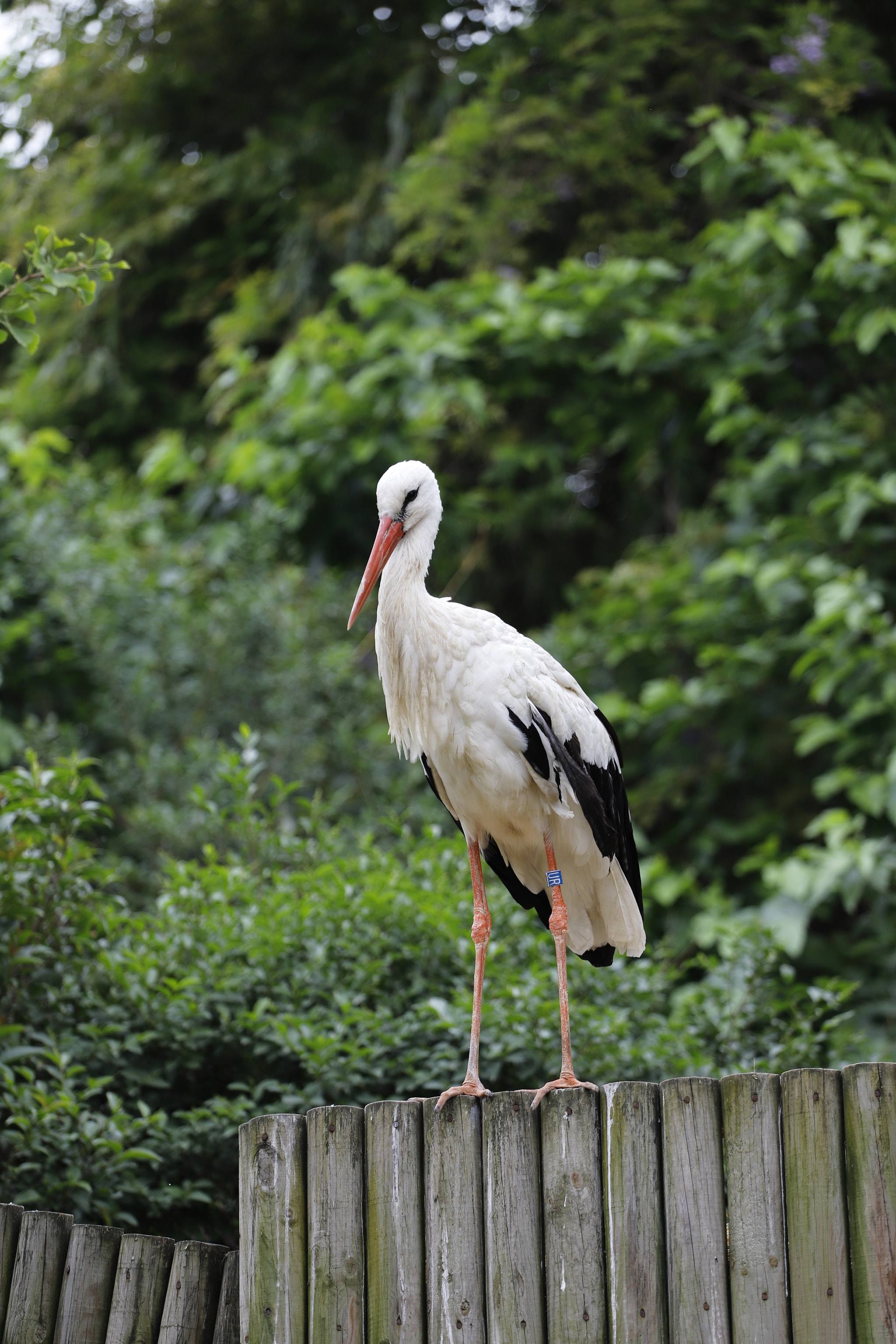 Canon EF 70-200mm F4L USM sample photo. Stork photography