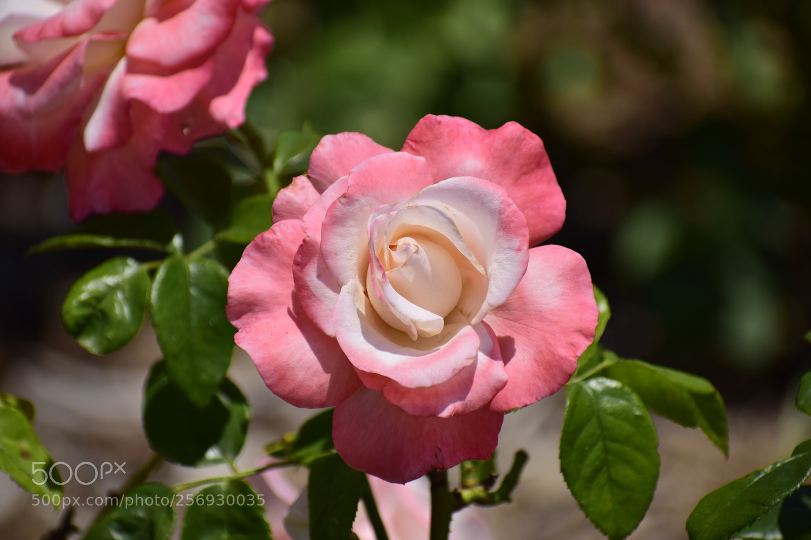 Nikon D3300 sample photo. Dsc photography