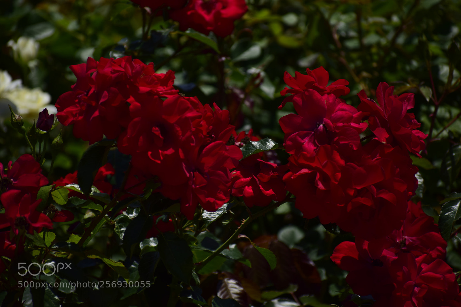 Nikon D3300 sample photo. Dsc photography