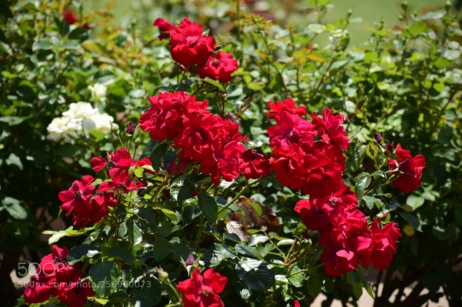 Nikon D3300 sample photo. Dsc photography