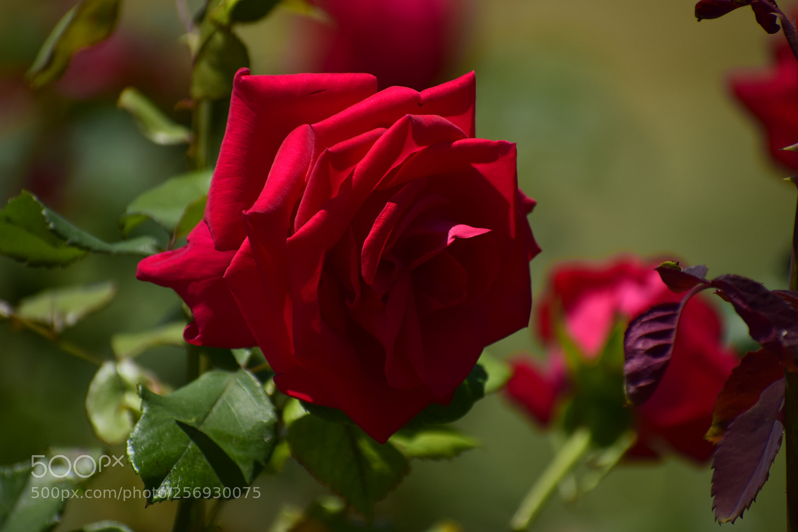 Nikon D3300 sample photo. Dsc photography