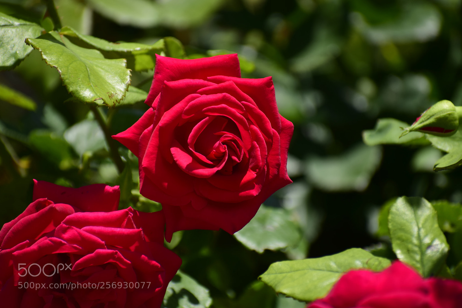 Nikon D3300 sample photo. Dsc photography