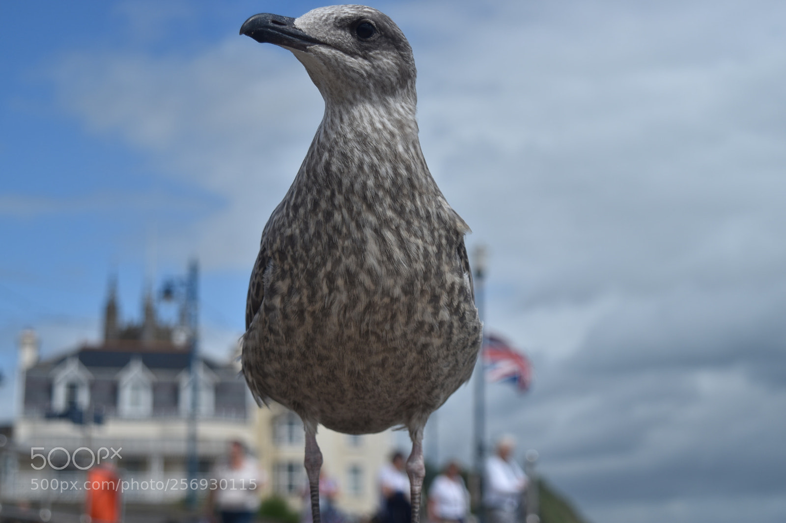 Nikon D5500 sample photo. British seagull photography