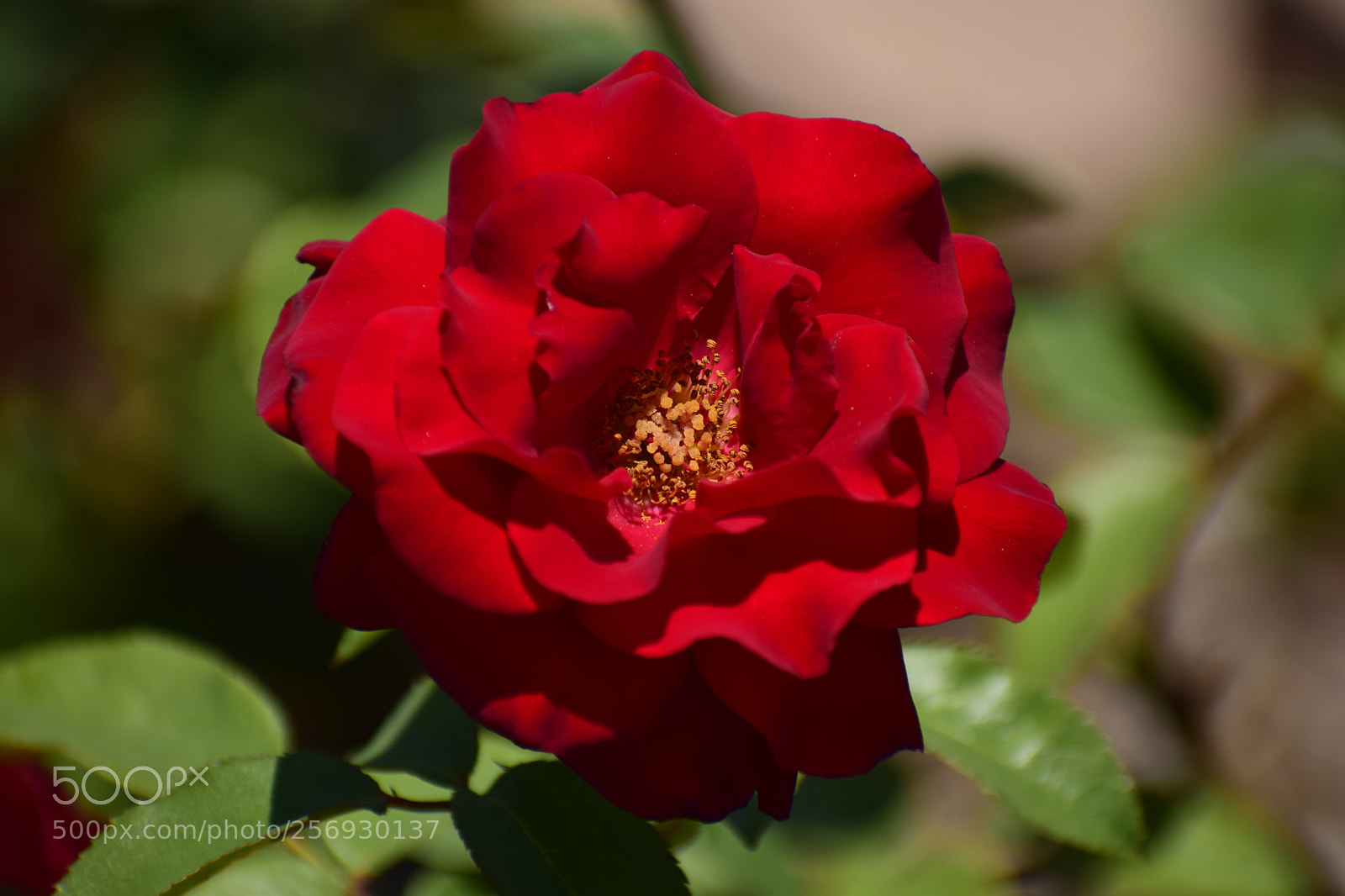 Nikon D3300 sample photo. Dsc photography