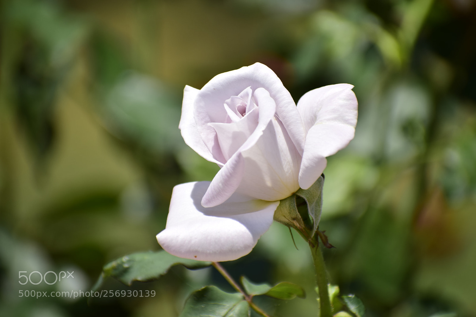 Nikon D3300 sample photo. White rose photography