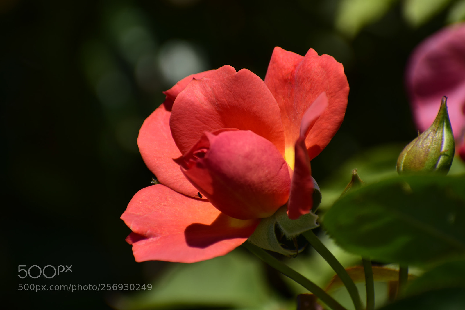 Nikon D3300 sample photo. Peach flower photography