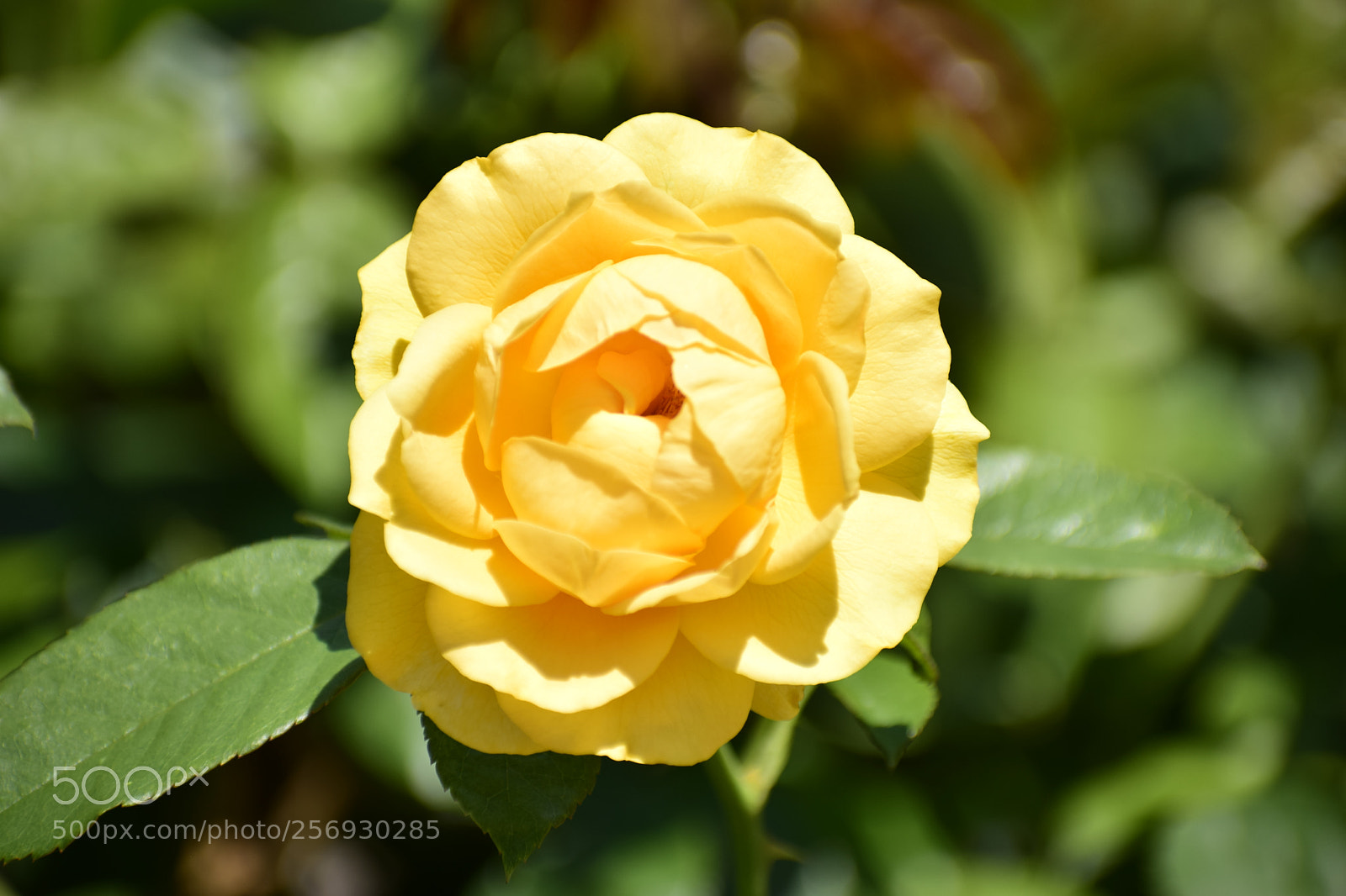 Nikon D3300 sample photo. Yellow flower photography
