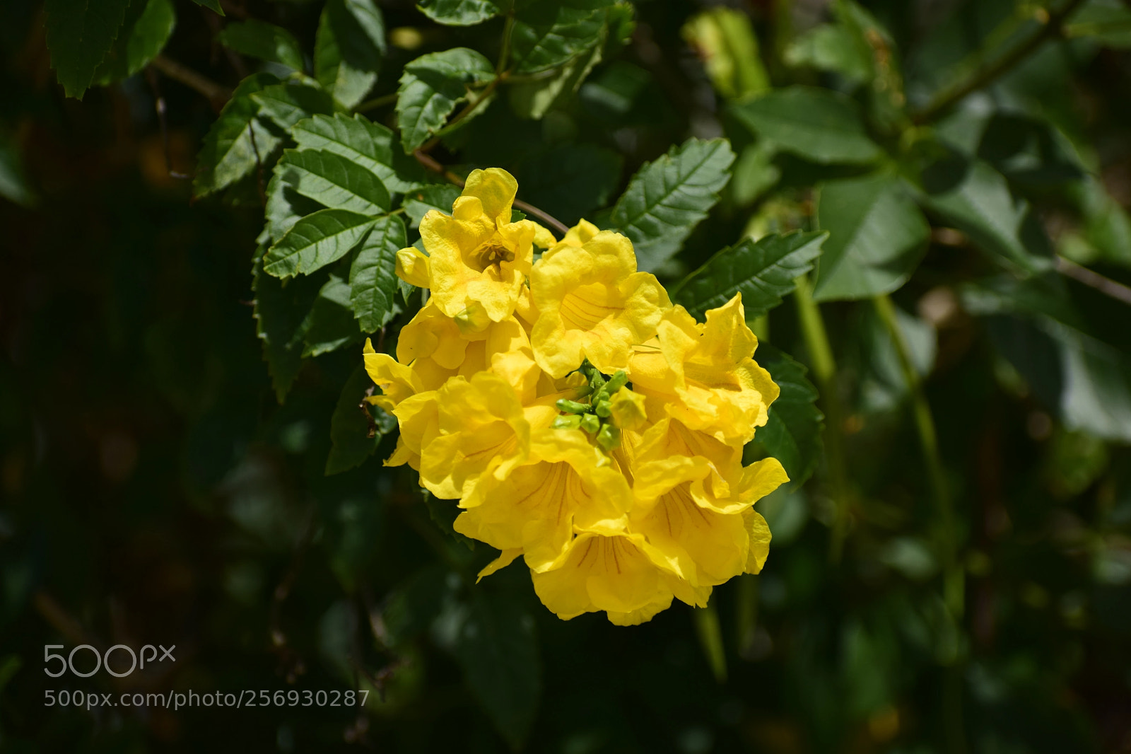 Nikon D3300 sample photo. Yellow flower photography