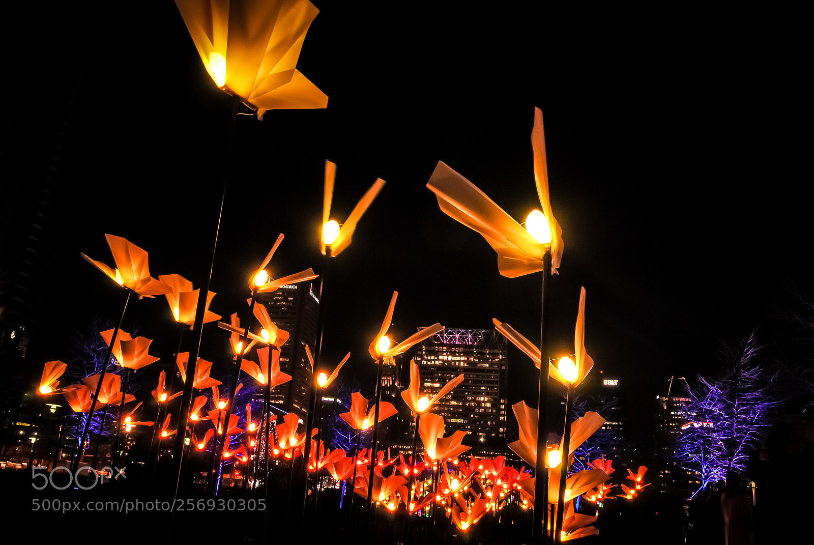 Nikon D3000 sample photo. Lightcity2 photography