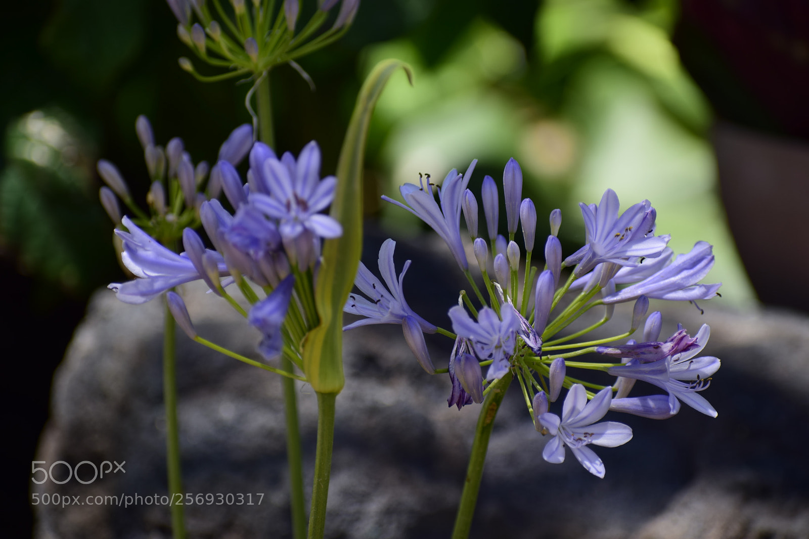 Nikon D3300 sample photo. Purple flower photography