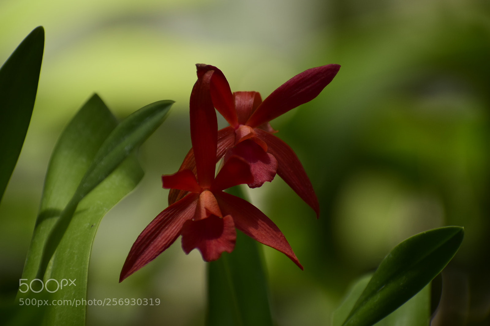 Nikon D3300 sample photo. Red flower photography