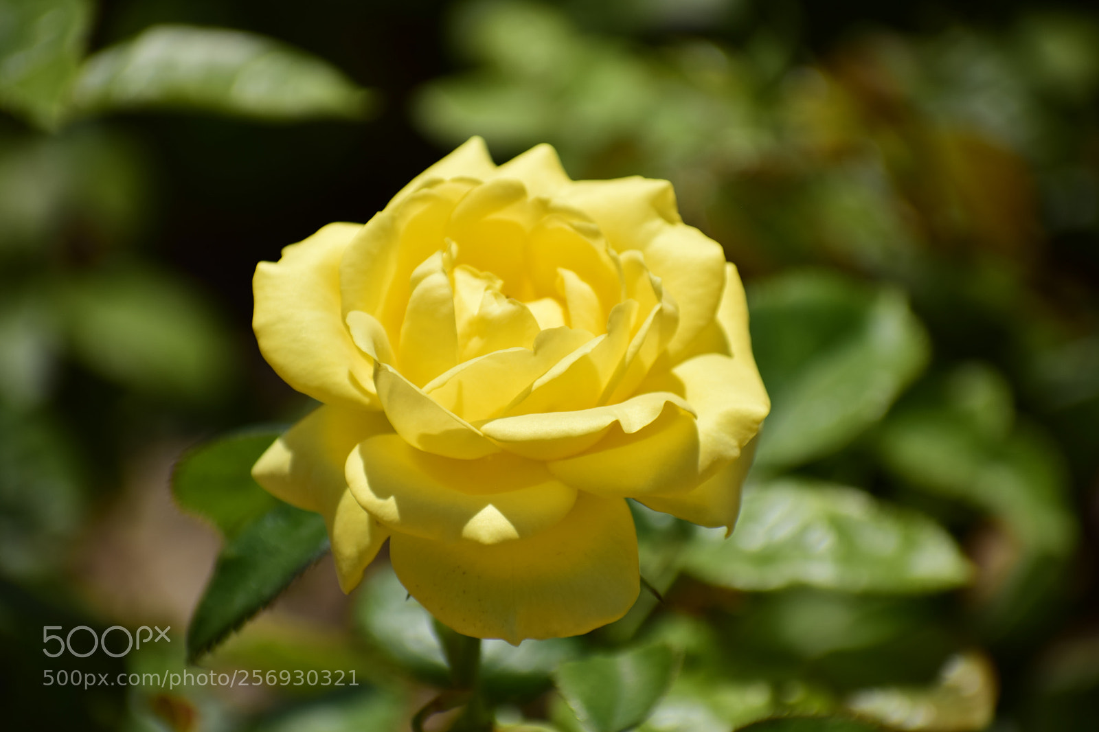 Nikon D3300 sample photo. Yellow rose photography