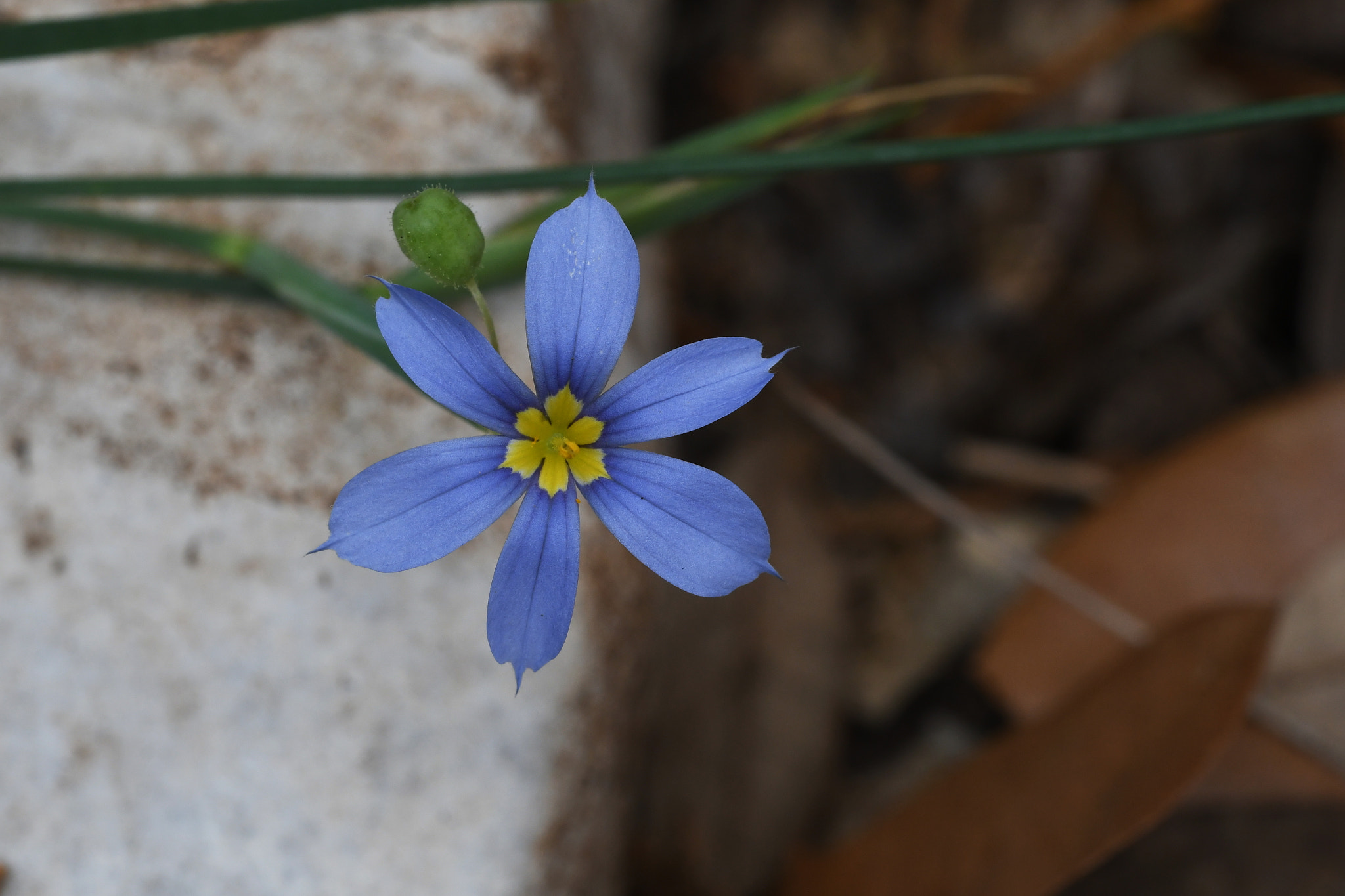 Sigma 150mm F2.8 EX DG OS Macro HSM sample photo. Springtime's request photography