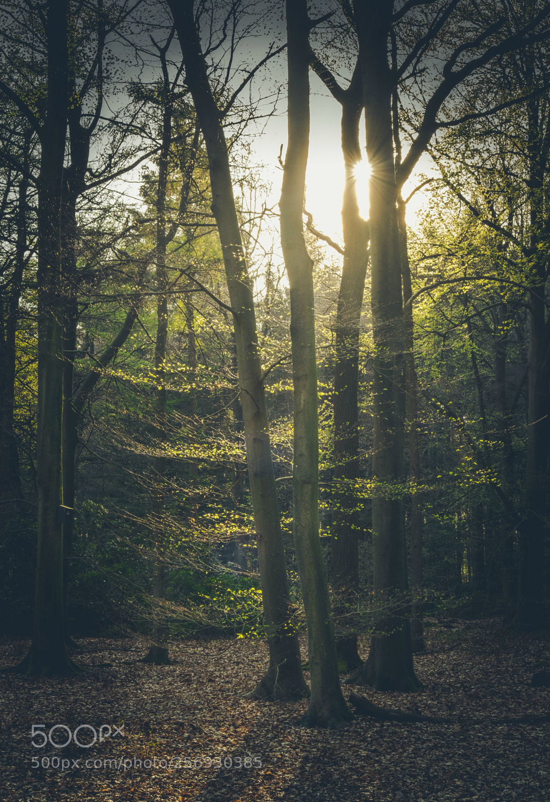 Fujifilm X-T10 sample photo. Forest "asserbos" photography