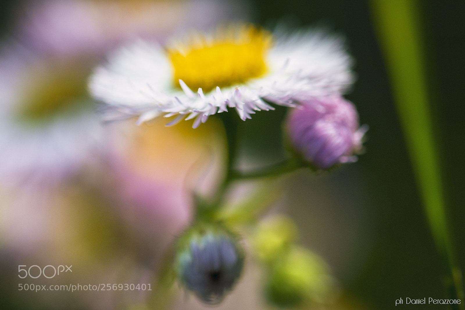Nikon D7100 sample photo. Daisy | 1 photography