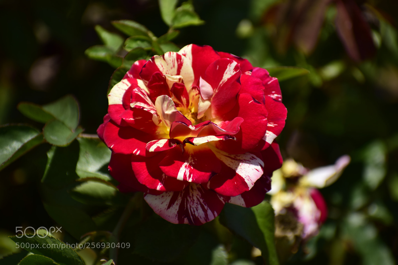 Nikon D3300 sample photo. Red flower photography