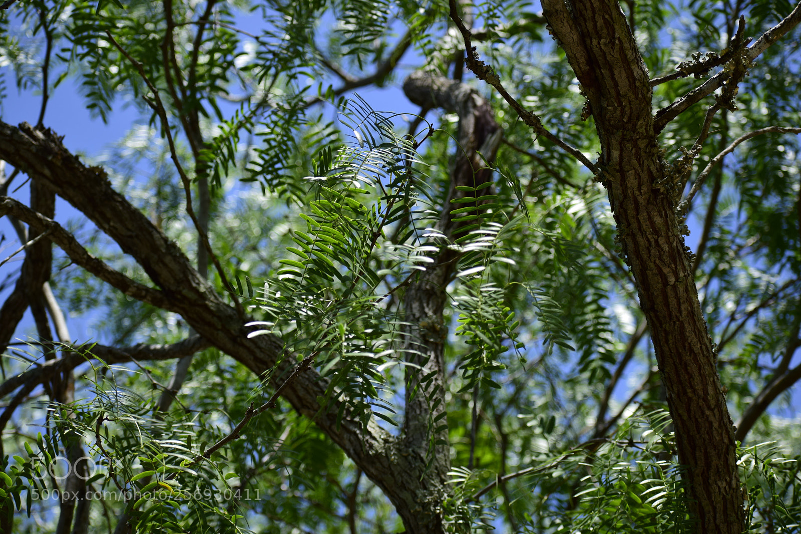 Nikon D3300 sample photo. Ocean tree photography