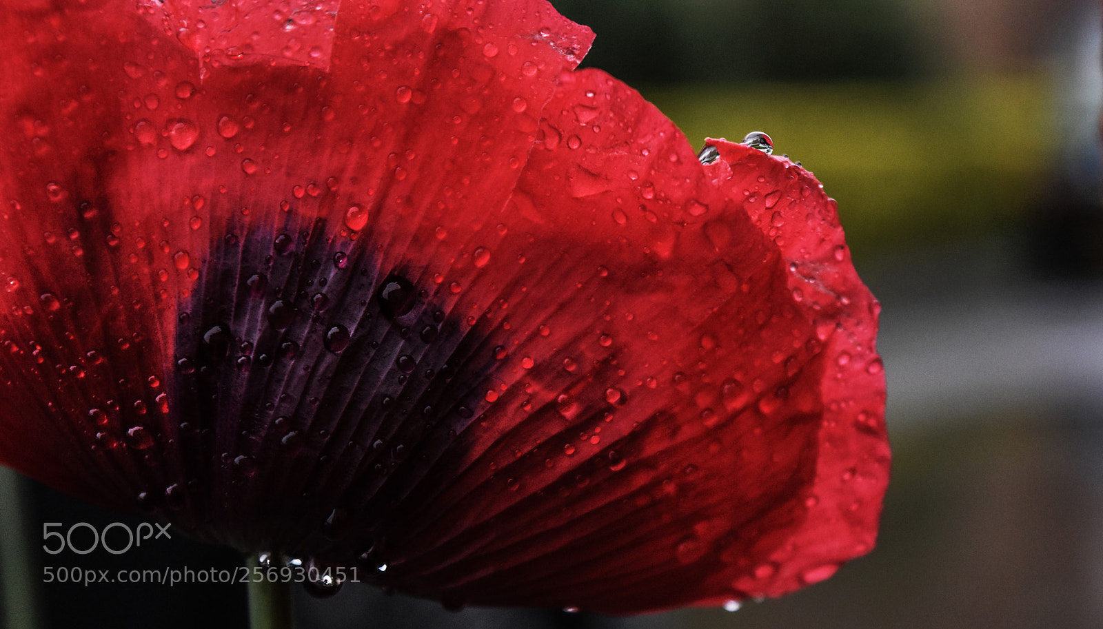 Nikon D5500 sample photo. Poppy photography