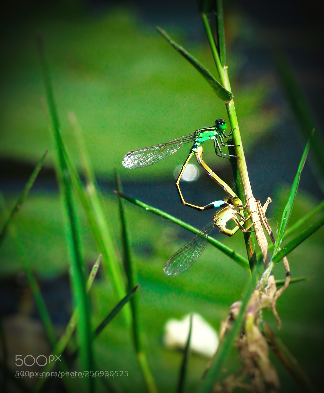 Canon EOS 1200D (EOS Rebel T5 / EOS Kiss X70 / EOS Hi) sample photo. #insect #macro photography