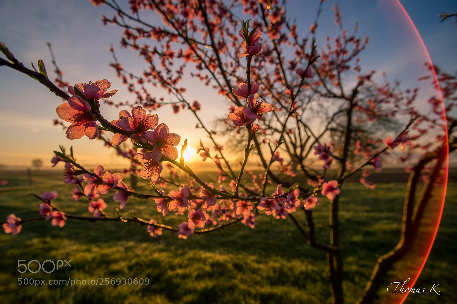 Sony a7 sample photo. Peach tree blossom and photography