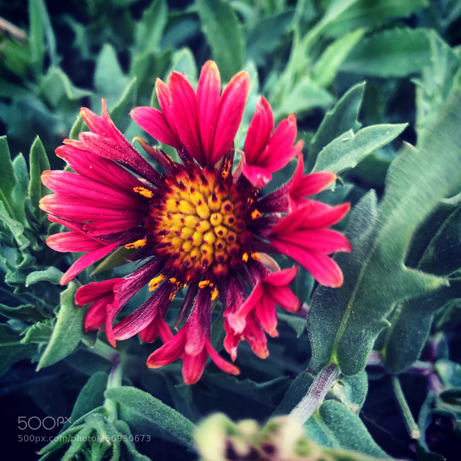 Apple iPhone 8 Plus sample photo. Untitled photography
