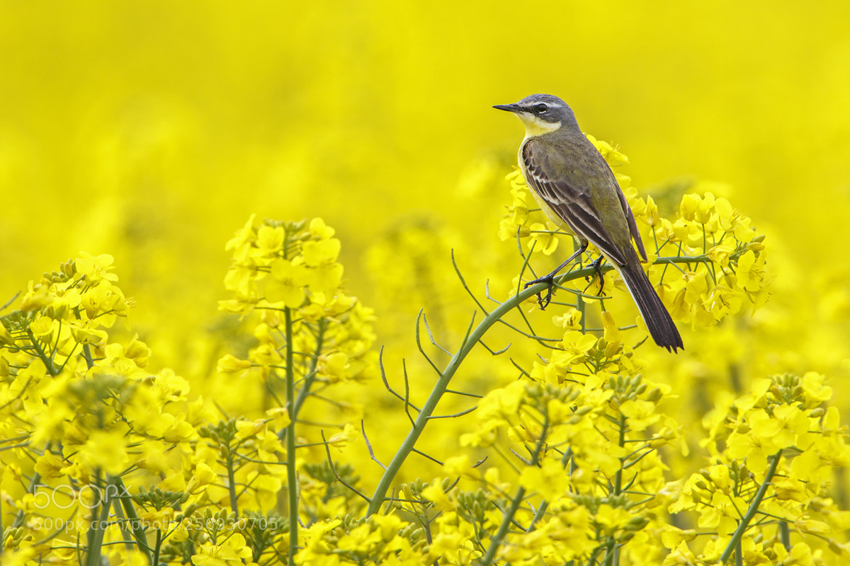 Canon EOS 7D Mark II sample photo. Blue-headed wagtail photography