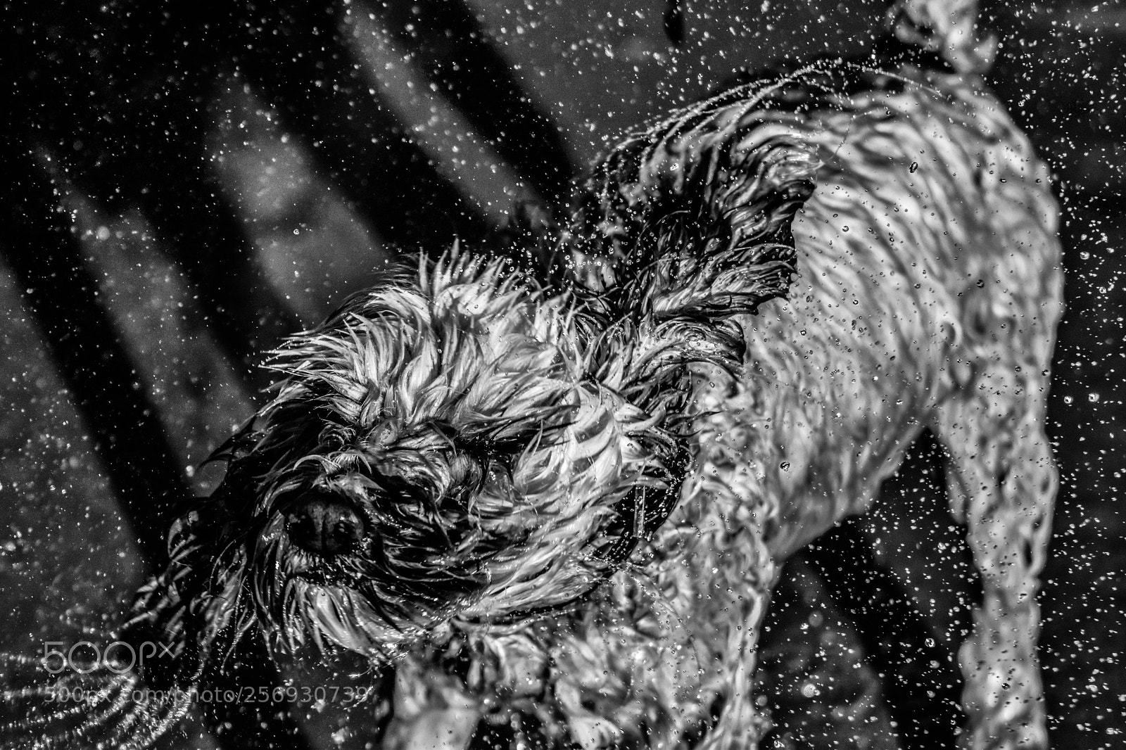 Nikon D5500 sample photo. Maisy black and white photography