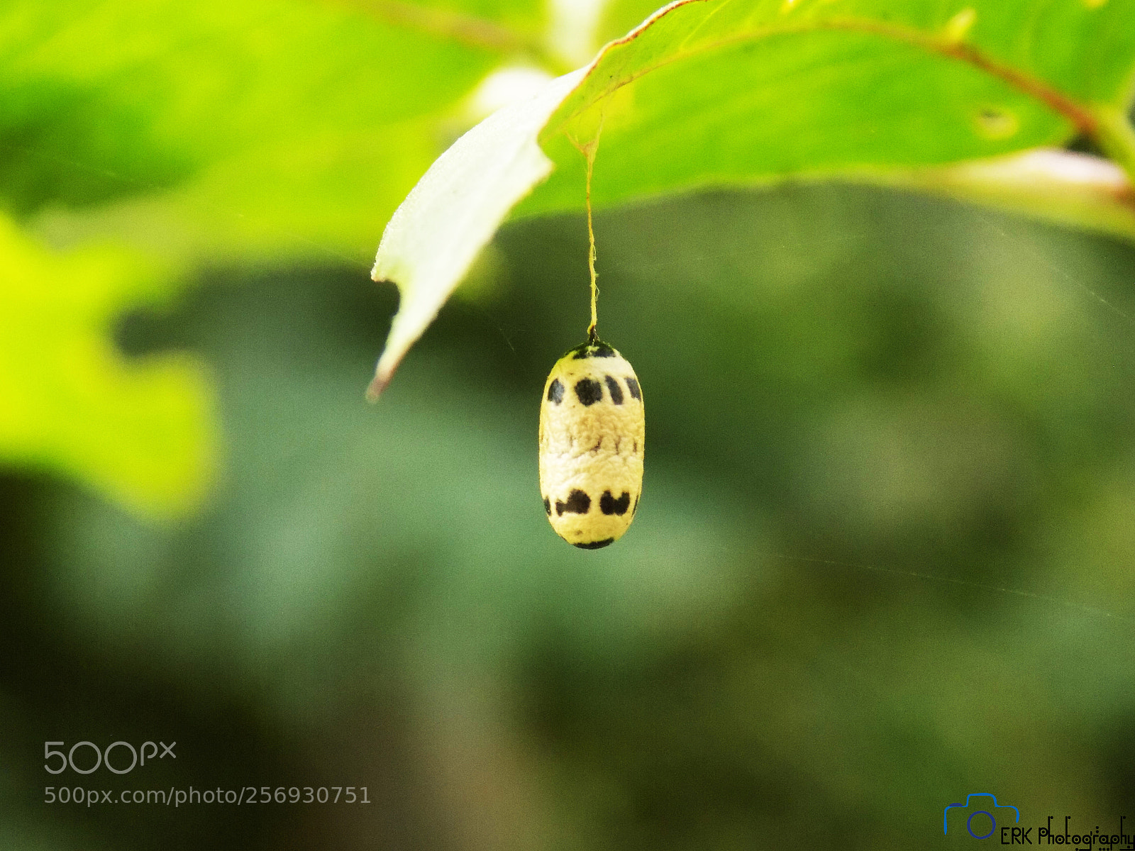 Nikon COOLPIX L330 sample photo. Bug nest photography