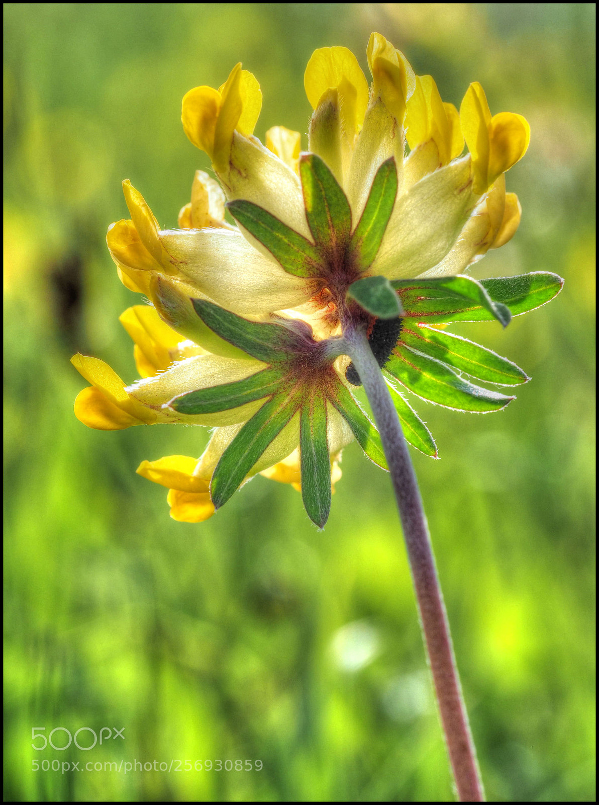 Olympus OM-D E-M1 Mark II sample photo. Von hinten photography