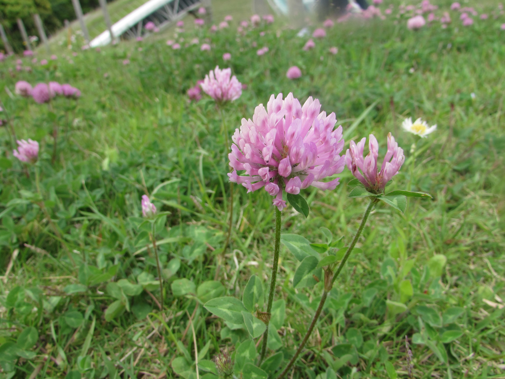 Canon PowerShot SX510 HS sample photo
