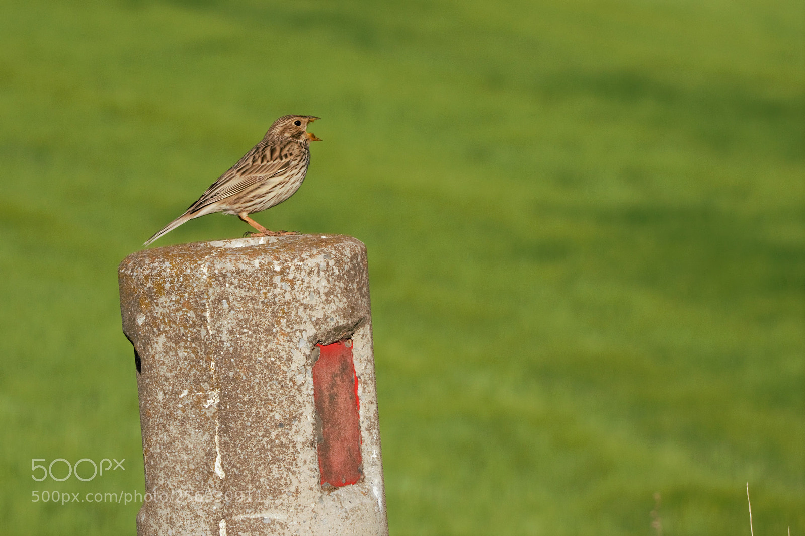 Nikon D3300 sample photo. Emberiza calandra (corn bunting) / Τσιφτάς photography