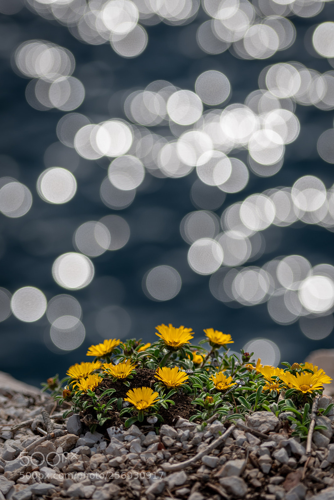Nikon D500 sample photo. Jaune calanques photography