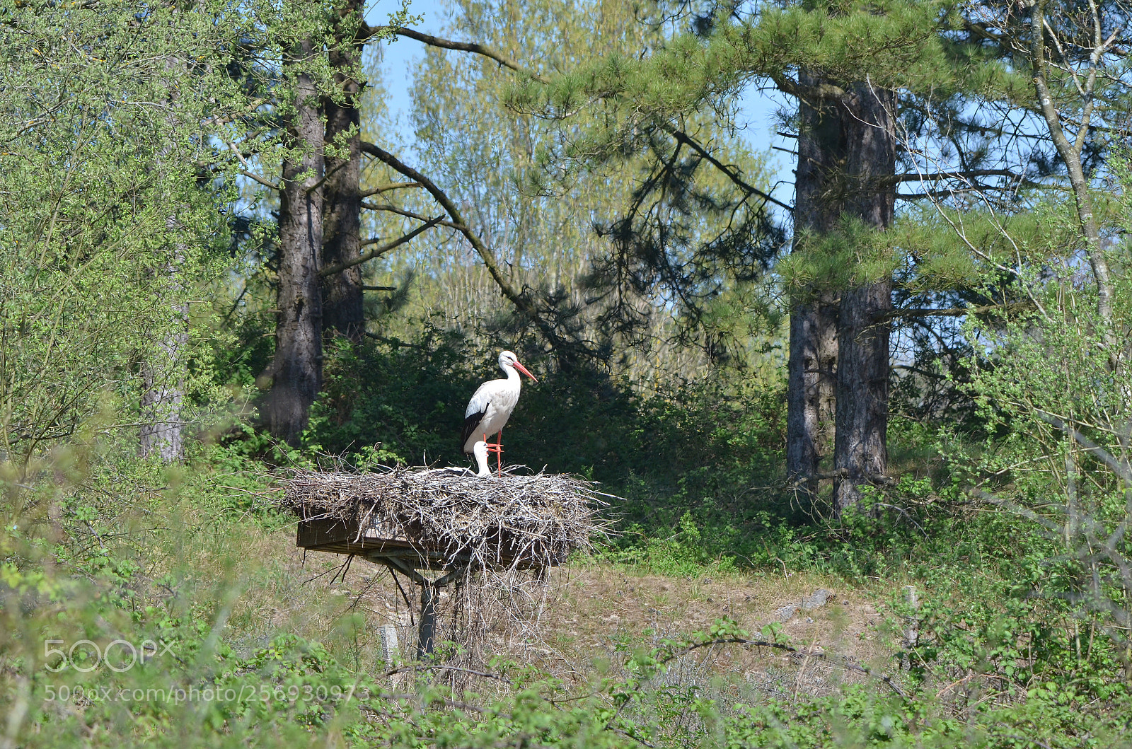 Nikon D7000 sample photo. Cigogne  parc marquenterre photography