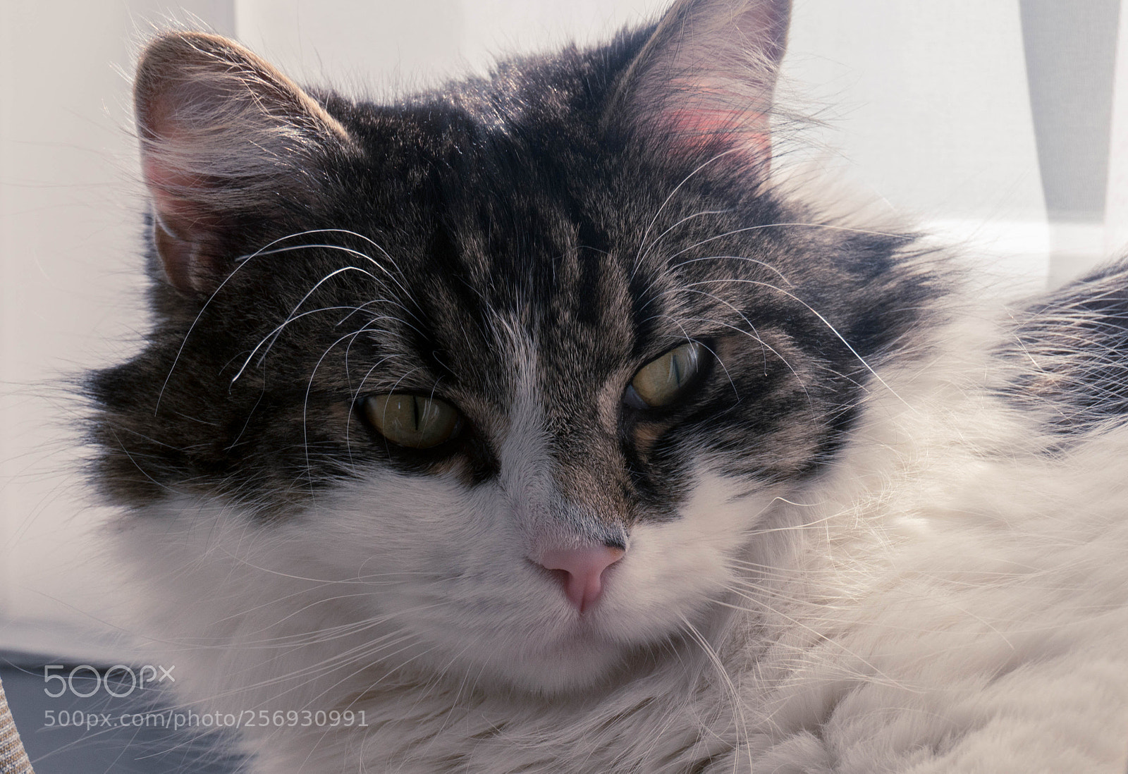 Sony a6300 sample photo. My tiger photography