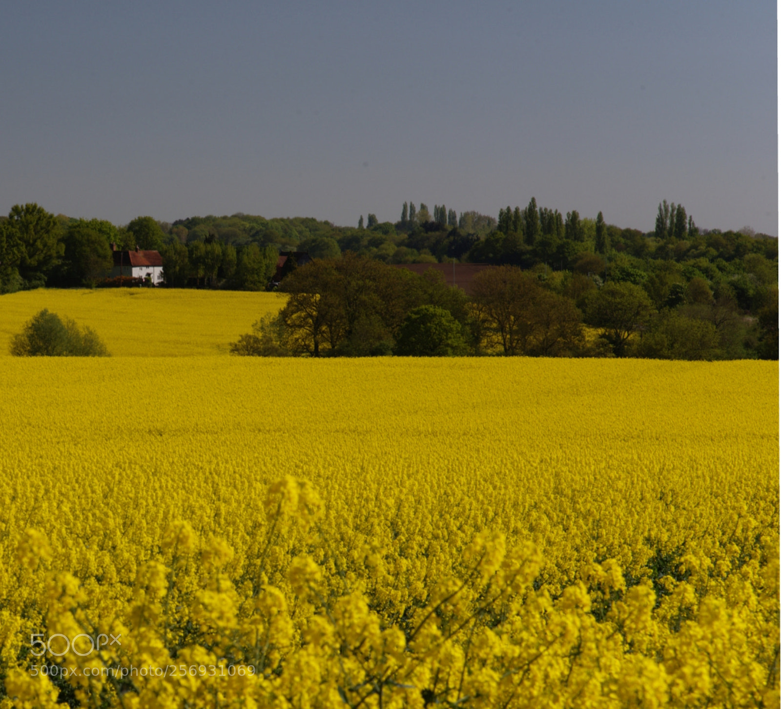 Nikon D810 sample photo. Rapeseed photography