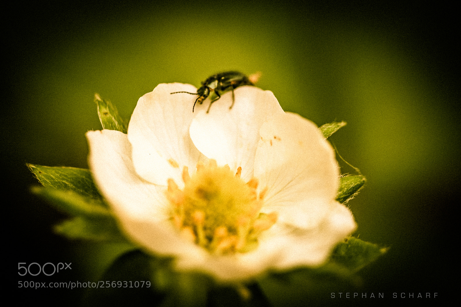 Fujifilm X-T10 sample photo. Flower and beetle photography