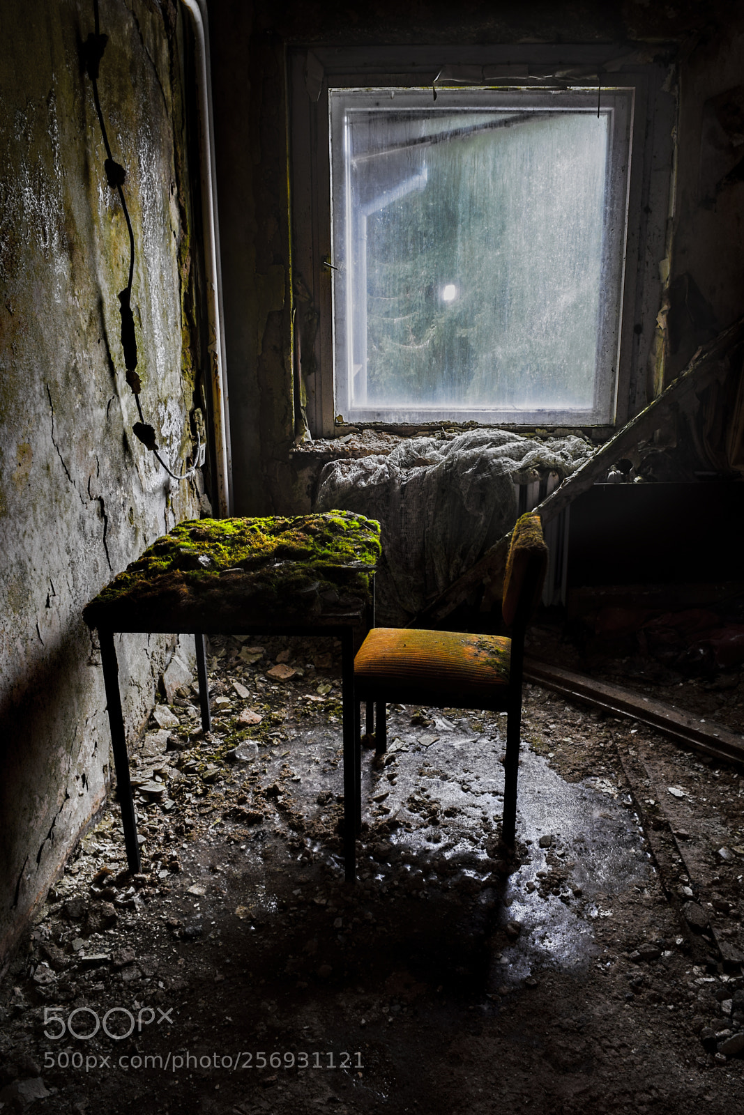 Nikon D3300 sample photo. Table out of moss photography