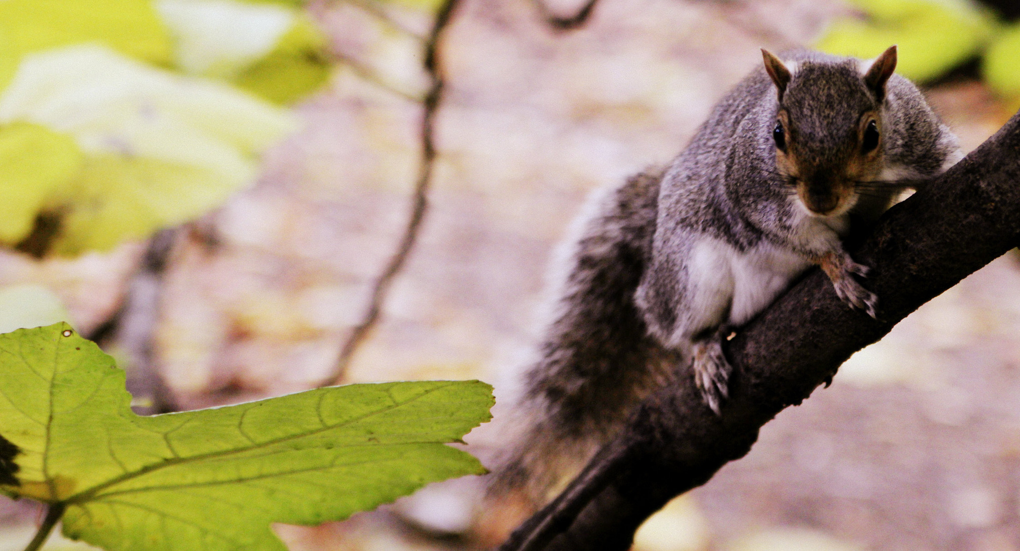 Canon EOS 60D sample photo. Squirrel photography