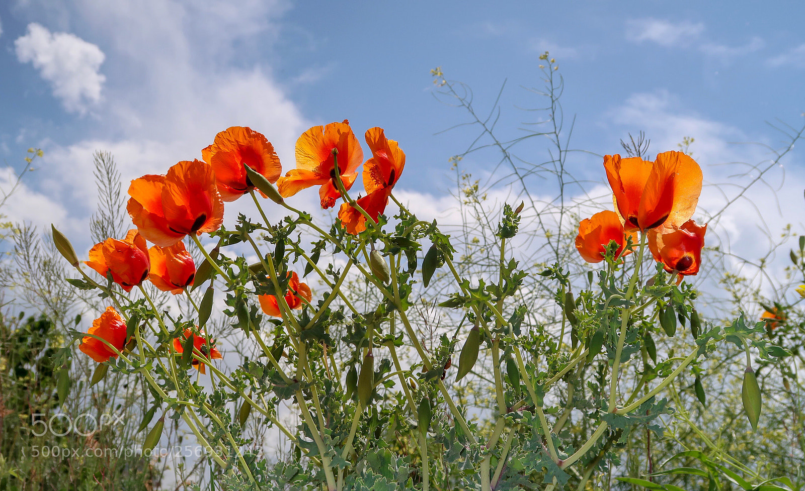 Canon PowerShot G7 X Mark II sample photo. Poppies photography