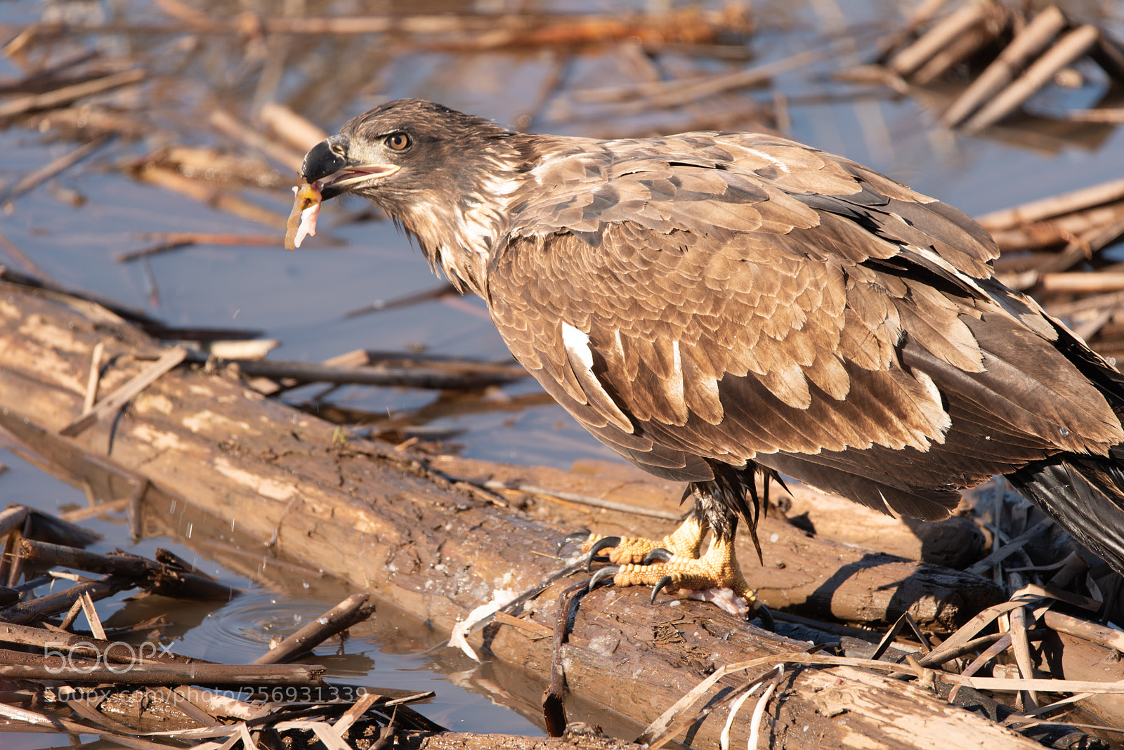 Nikon D750 sample photo. Hungry eagle photography