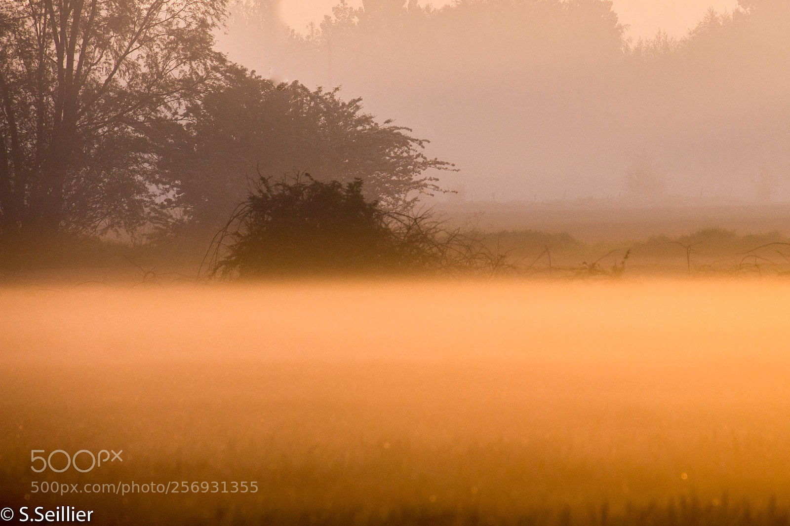 Canon EOS 700D (EOS Rebel T5i / EOS Kiss X7i) sample photo. Fog and sunrise photography