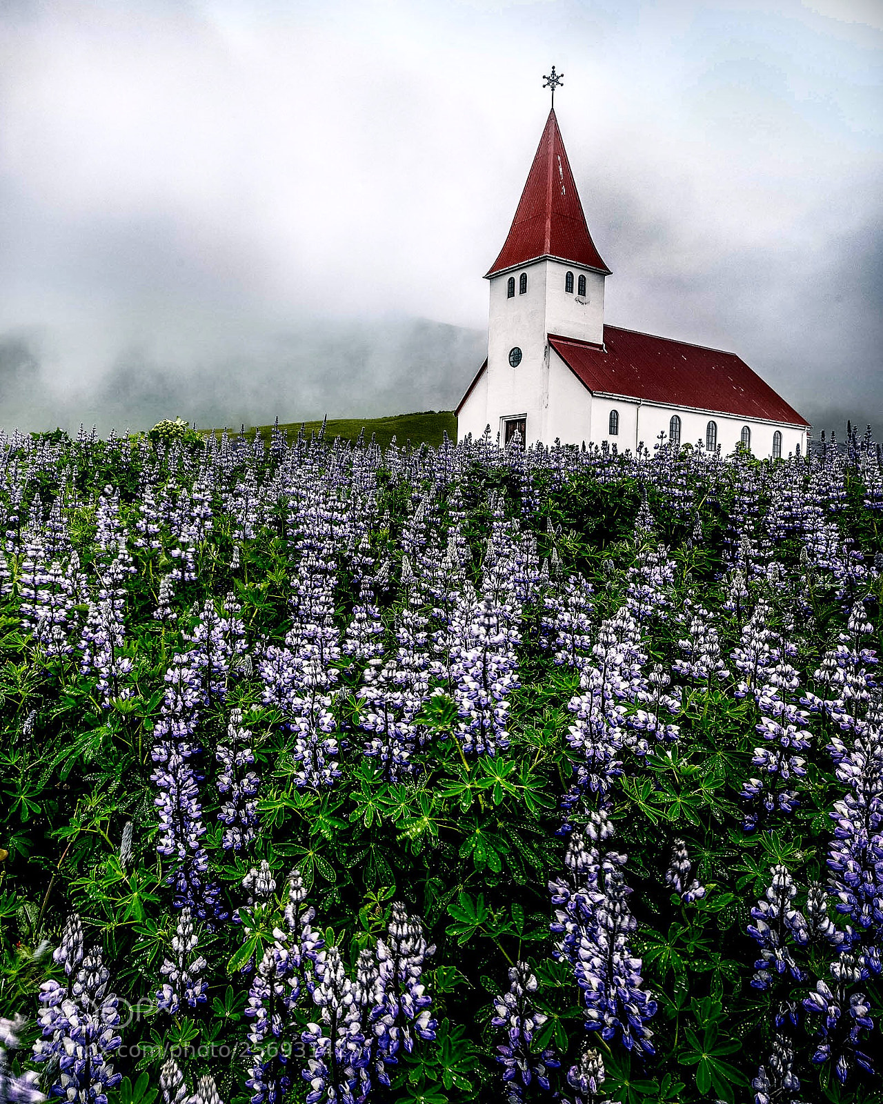 Canon EOS 6D sample photo. "church of the lupines" photography