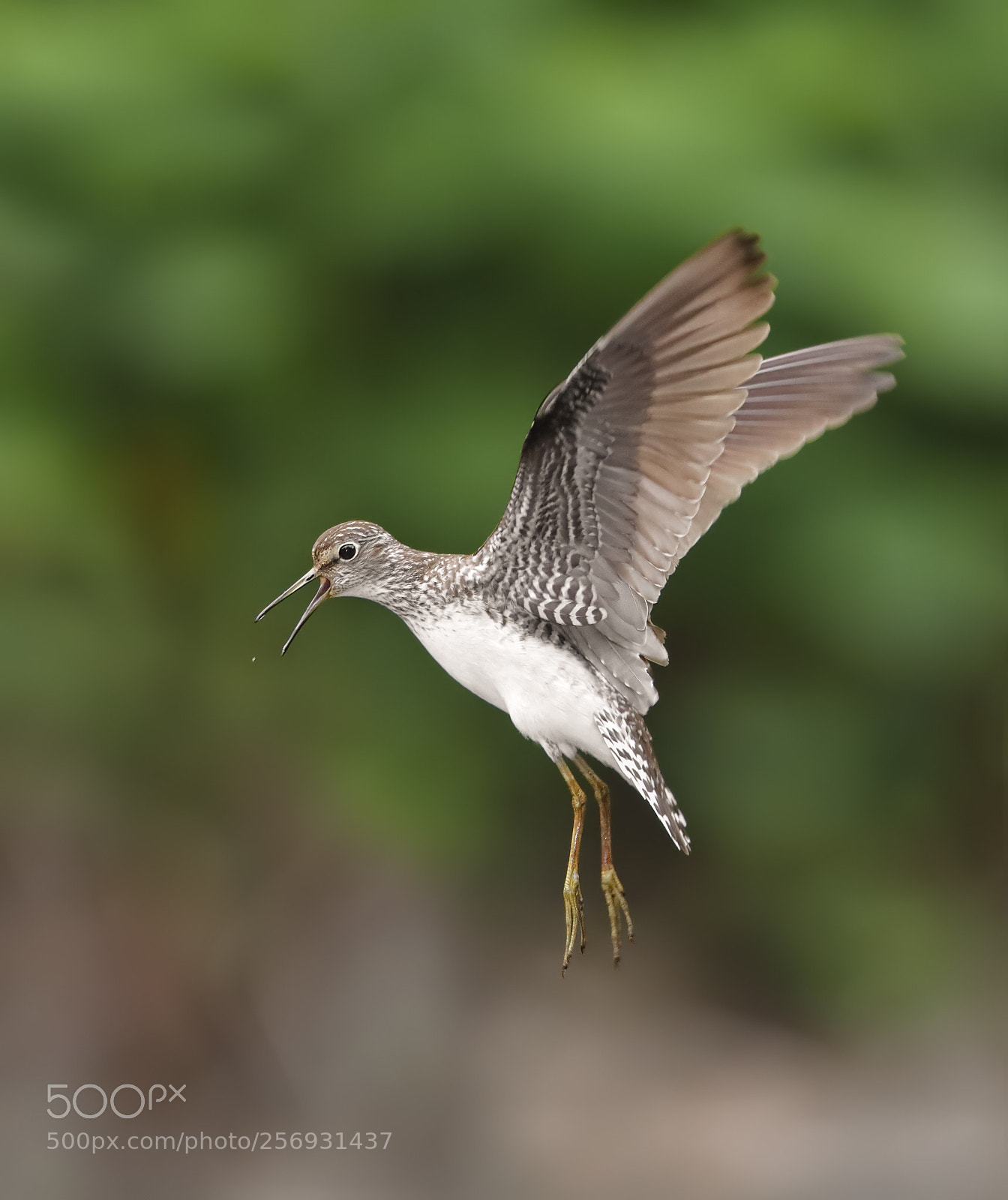 Canon EOS-1D X Mark II sample photo. Solitary sandpiper photography