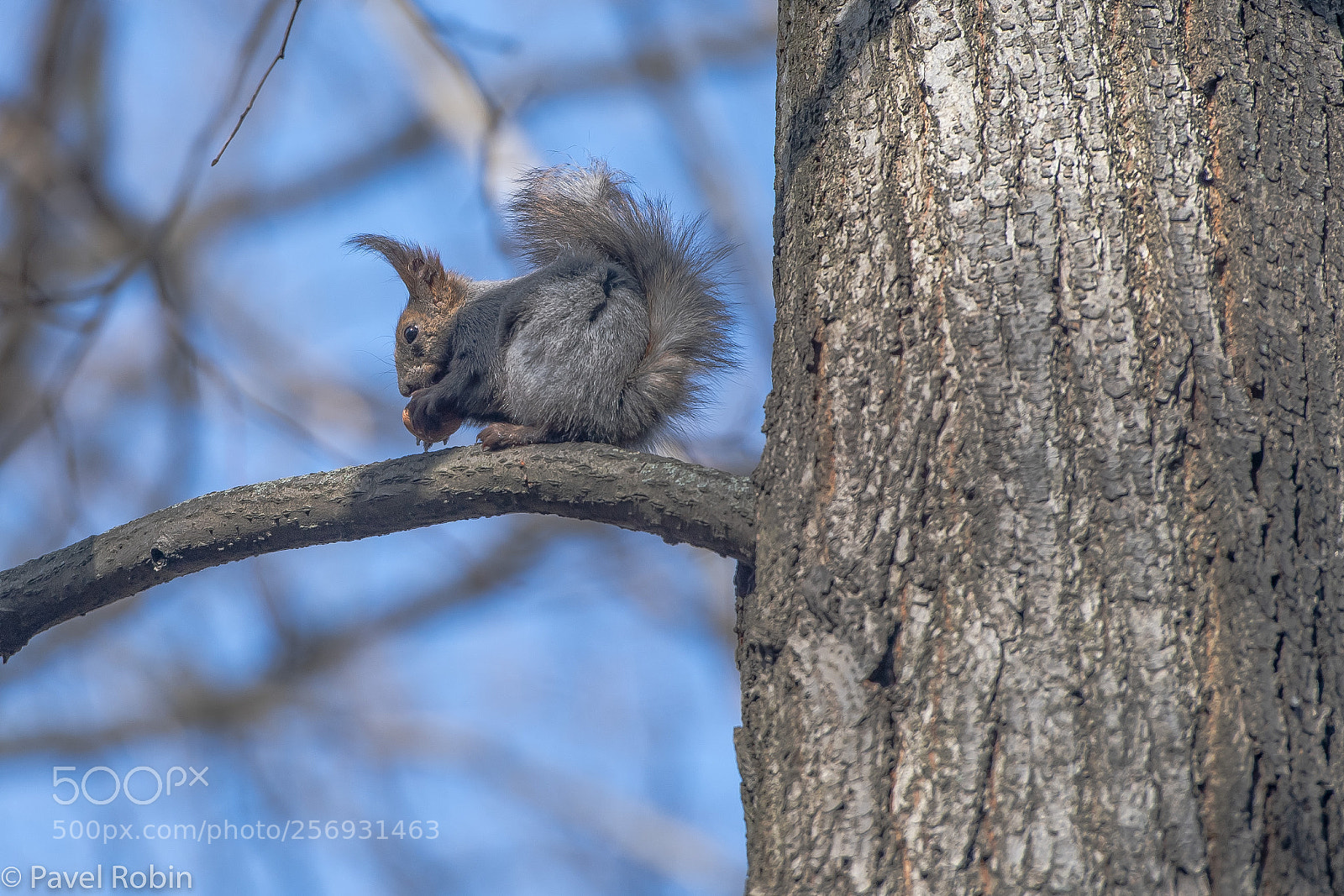 Nikon D5 sample photo. Squirrel photography