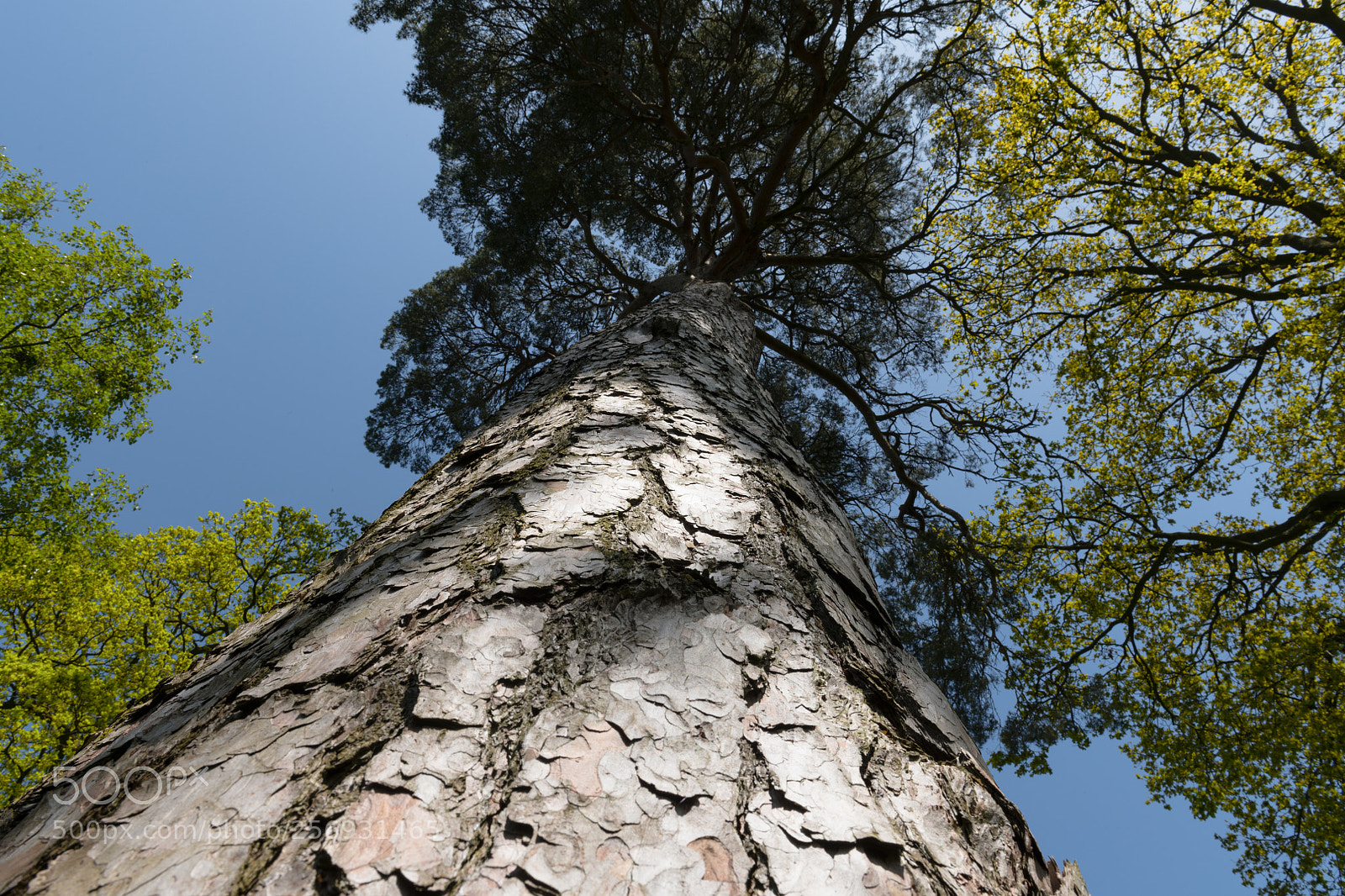 Nikon D850 sample photo. Tree tops photography